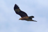 Brahminy Kite