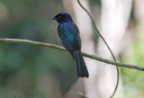 Lesser Racquet-tailed Drongo