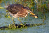 Green Heron