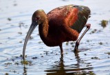 White Faced Ibis