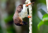 Brown Barbet