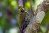 Greater Yellownape