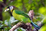 Fire-tufted Barbet