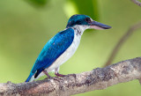 Collared Kingfisher