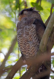 Barred Eagle Owl