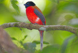 Scarlet Rumped Trogon