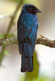 Lesser Racquet-tailed Drongo