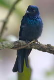 Lesser Racquet-tailed Drongo