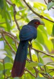 Chestnut Breasted Malkoha