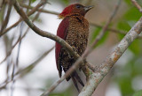 Banded Woodpecker