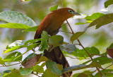 Raffles Malkoha