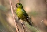 Painted Bunting (female)