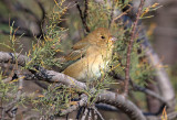 Lazuli Bunting (female)