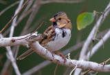 Harriss Sparrow