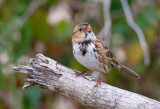 Harriss Sparrow