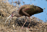 White Faced Ibis