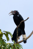 Black Hornbill