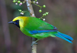 Blue Winged Leafbird