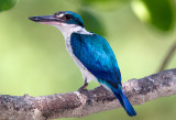 Collared Kingfisher