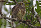 Collared Owlet