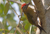 Laced Woodpecker