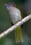 Mountain Bulbul