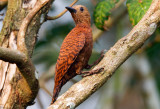 Rufous Woodpecker