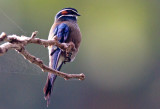 Whiskered Treeswift