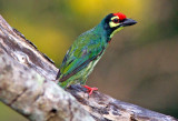 Coppersmiths Barbet