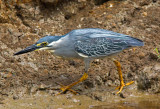 Little Heron