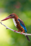 White Throated Kingfisher