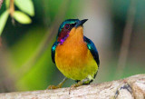 Ruby Cheeked Sunbird