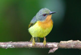 Ruby Cheeked Sunbird (female)