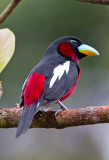 Black and Red Broadbill