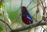 Garnet Pitta