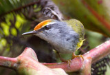 Mountain Tailorbird