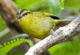 Mountain Leaf Warbler