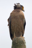 Crested Serpent-eagle