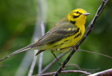 Prairie Warbler