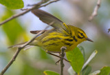 Prairie Warbler