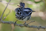 Black and White Warbler