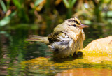 Worm Eating Warbler