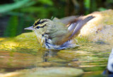 Worm Eating Warbler