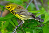 Prairie Warbler