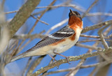 Bay Breasted Warbler