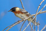 Bay Breasted Warbler