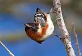 Bay Breasted Warbler