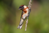 Bay Breasted Warbler