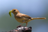 Bachmans Sparrow