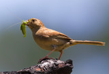 Bachmans Sparrow